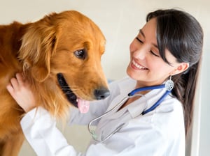 moving with a dog find a vet